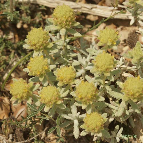 Germandrée dorée - Teucrium aureum