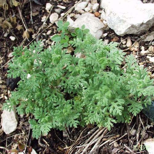 Germandrée en grappe - Teucrium botrys