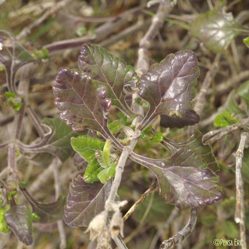 Germandrée jaune - Teucrium flavum subsp. flavum