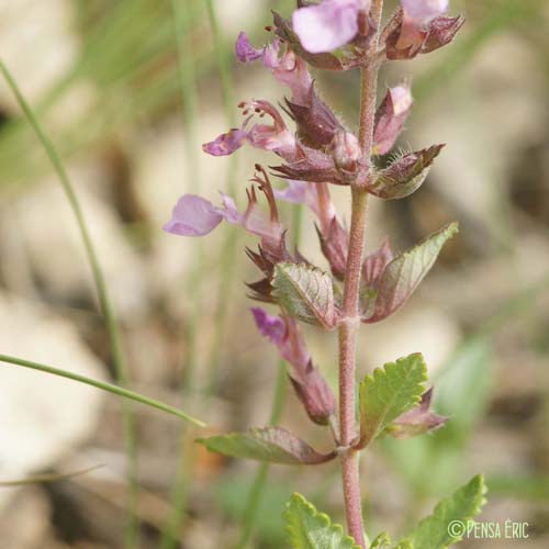 Germandrée petit-chêne - Teucrium chamaedrys