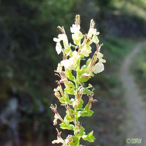 Germandrée Scorodoine - Teucrium scorodonia