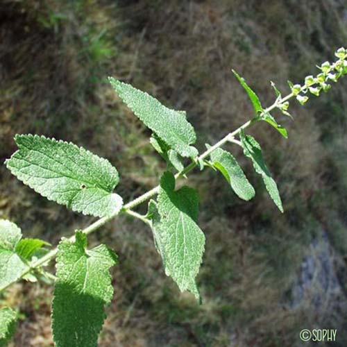 Germandrée Scorodoine - Teucrium scorodonia