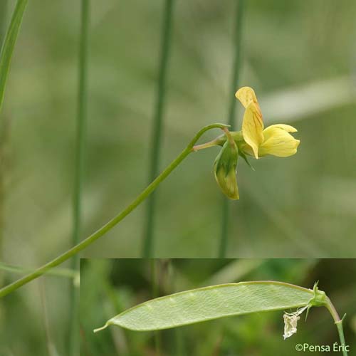 Gesse annuelle - Lathyrus annuus