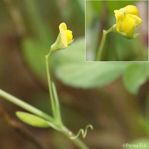 Gesse aphaca - Lathyrus aphaca