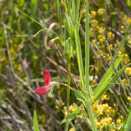 Gesse chiche - Lathyrus cicera