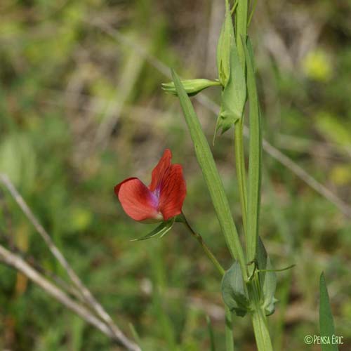 Gesse chiche - Lathyrus cicera