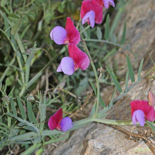 Gesse Climène - Lathyrus clymenum