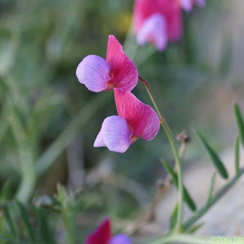 Gesse Climène - Lathyrus clymenum