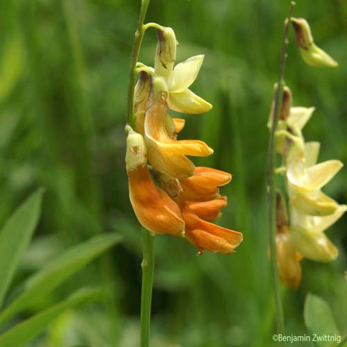 Gesse de l'Occident - Lathyrus ochraceus