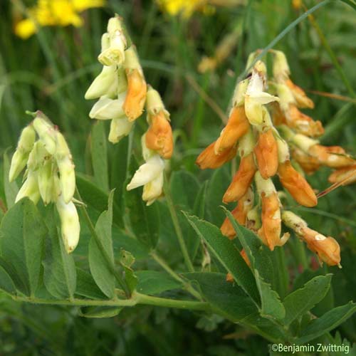 Gesse de l'Occident - Lathyrus ochraceus