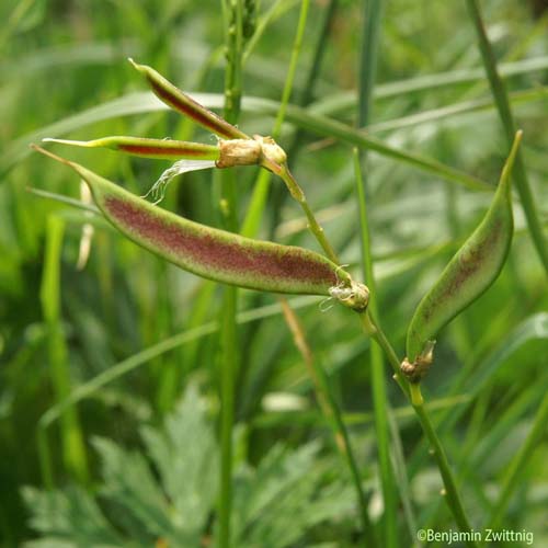 Gesse de l'Occident - Lathyrus ochraceus