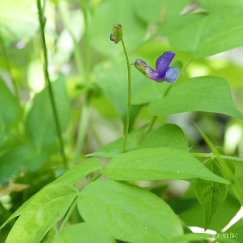 Gesse du printemps - Lathyrus vernus