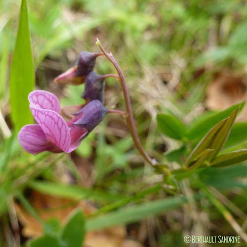 Gesse des montagnes - Lathyrus linifolius