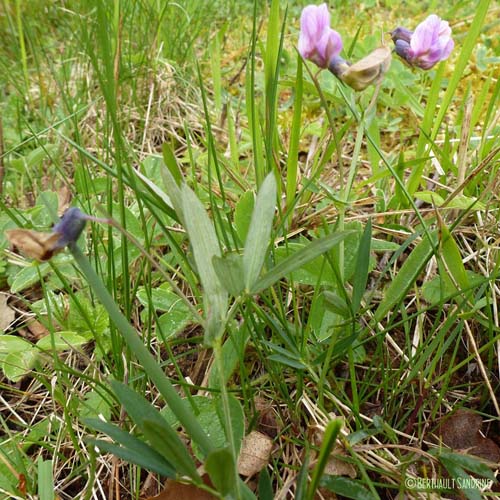 Gesse des montagnes - Lathyrus linifolius