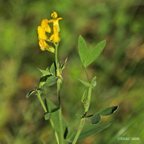 Gesse des prés - Lathyrus pratensis