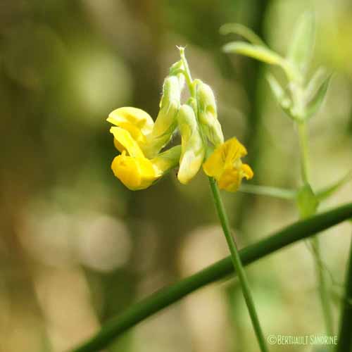 Gesse des prés - Lathyrus pratensis