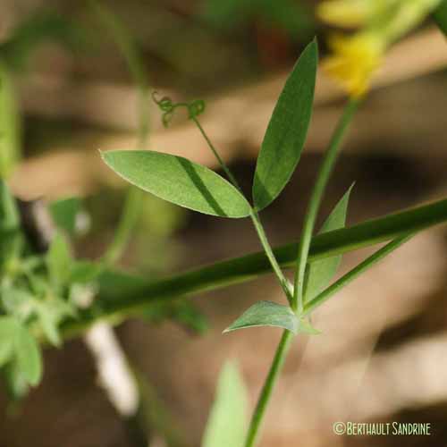 Gesse des prés - Lathyrus pratensis