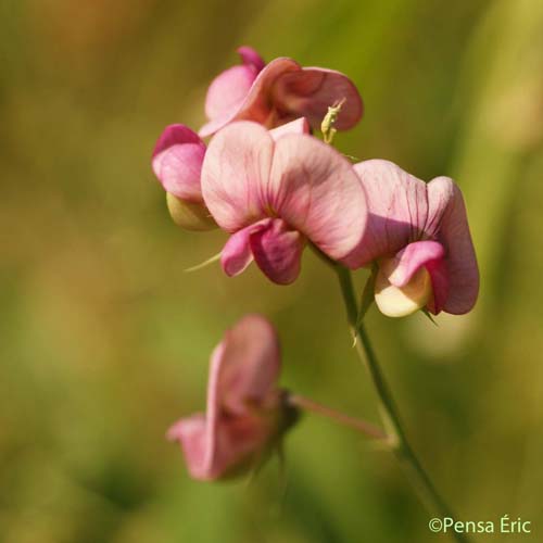 Gesse à feuilles variables - Lathyrus heterophyllus