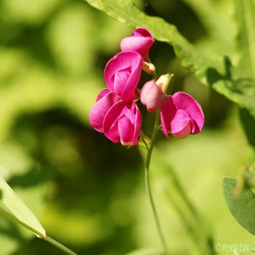 Gesse tubéreuse - Lathyrus tuberosus