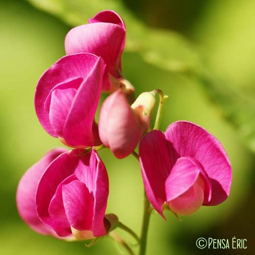 Gesse tubéreuse - Lathyrus tuberosus