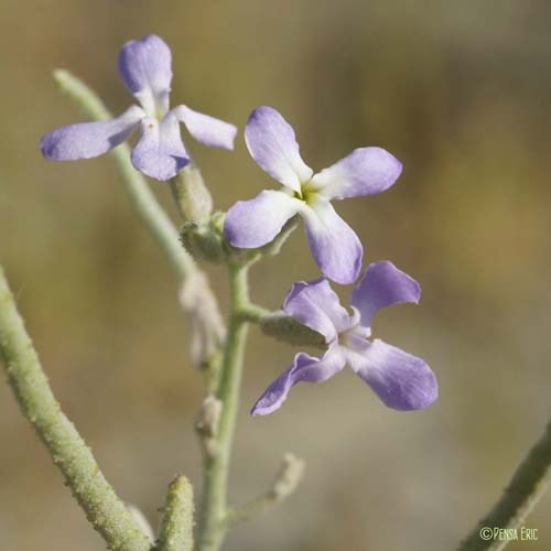 Giroflée des dunes - Matthiola sinuata