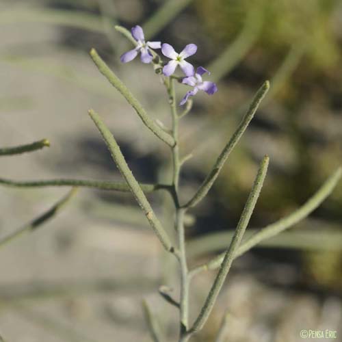 Giroflée des dunes - Matthiola sinuata