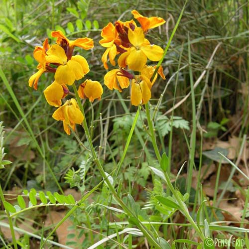 Giroflée des murailles - Erysimum cheiri