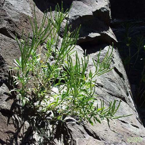 Giroflée des murailles - Erysimum cheiri