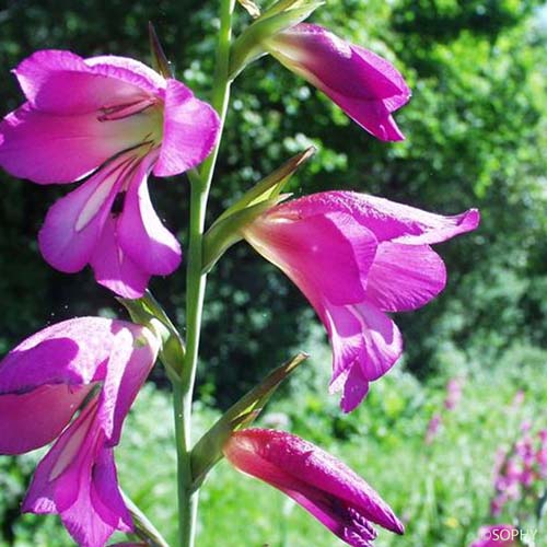 Glaïeul commun - Gladiolus communis