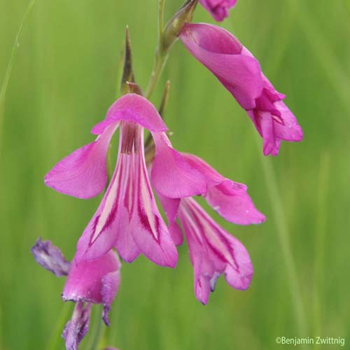 Glaïeul des marais - Gladiolus palustris