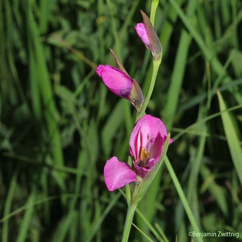 Glaïeul des marais - Gladiolus palustris