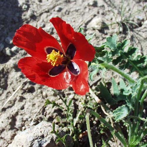 Glaucienne corniculée - Glaucium corniculatum subsp. corniculatum