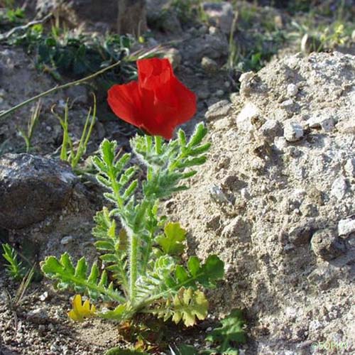 Glaucienne corniculée - Glaucium corniculatum subsp. corniculatum