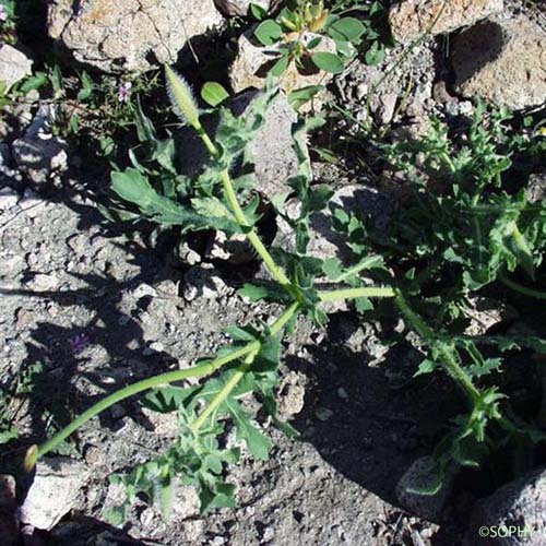 Glaucienne corniculée - Glaucium corniculatum subsp. corniculatum