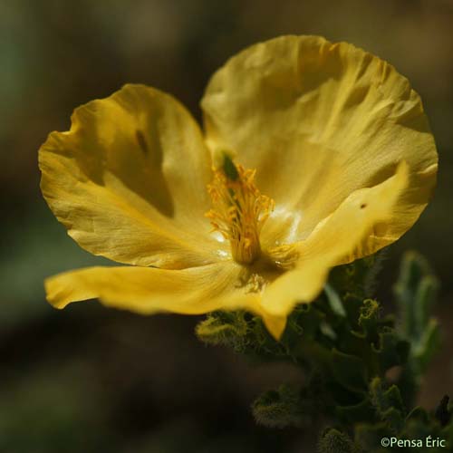 Glaucienne jaune - Glaucium flavum