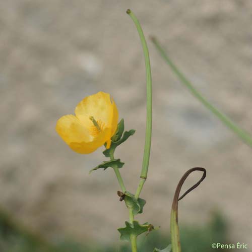 Glaucienne jaune - Glaucium flavum