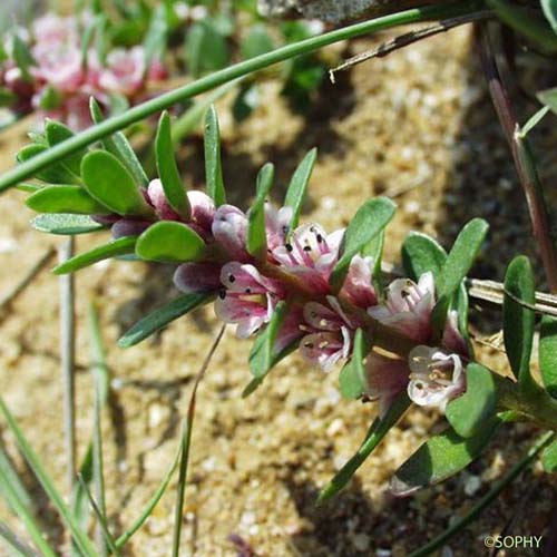 Glaux - Lysimachia maritima