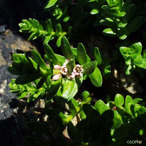 Glaux - Lysimachia maritima