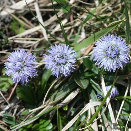 Globulaire à tige nue - Globularia nudicaulis