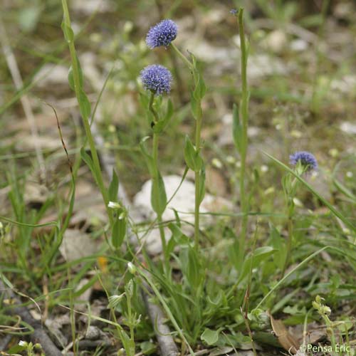 Globulaire allongée - Globularia bisnagarica