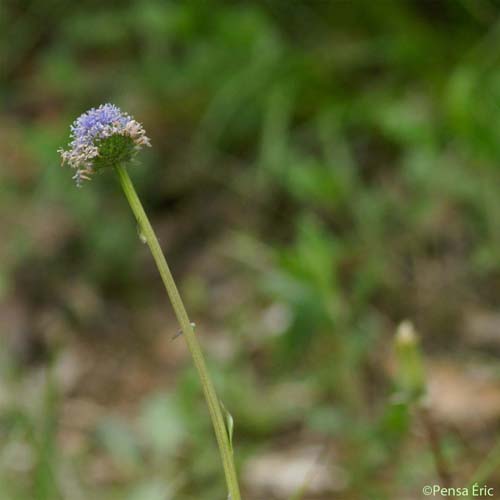 Globulaire allongée - Globularia bisnagarica