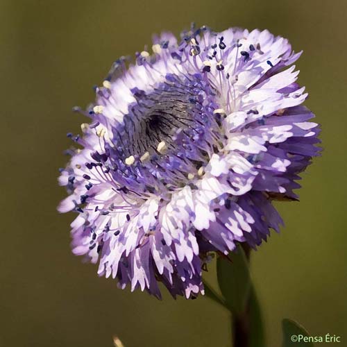 Globulaire Alypum - Globularia alypum