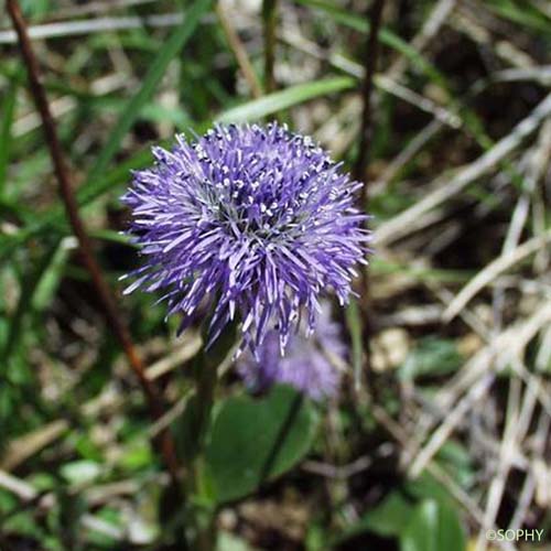 Globulaire commune - Globularia vulgaris