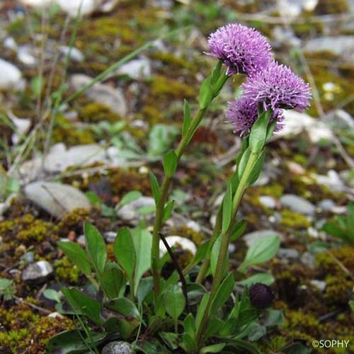 Globulaire commune - Globularia vulgaris