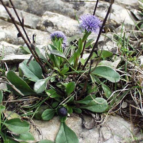 Globulaire commune - Globularia vulgaris