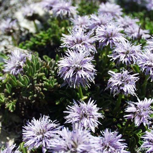 Globulaire rampante - Globularia repens