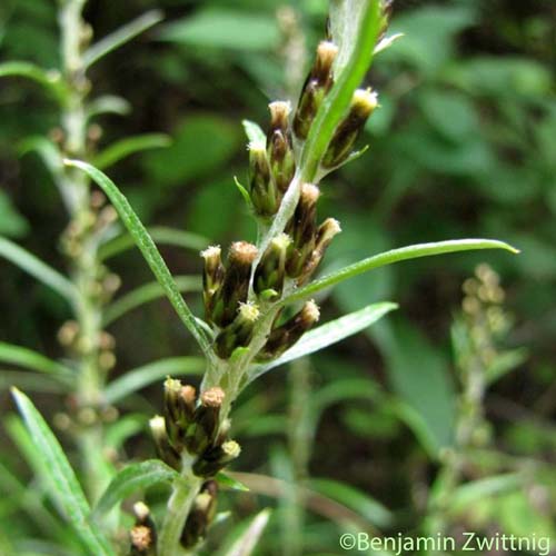 Gnaphale des forêts - Omalotheca sylvatica