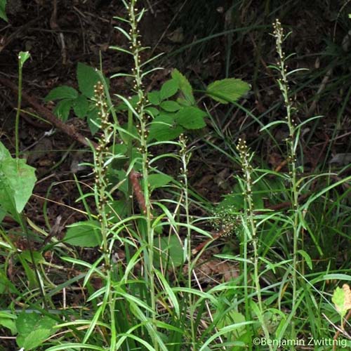 Gnaphale des forêts - Omalotheca sylvatica