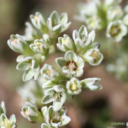 Gnavelle vivace - Scleranthus perennis subsp. polycnemoides