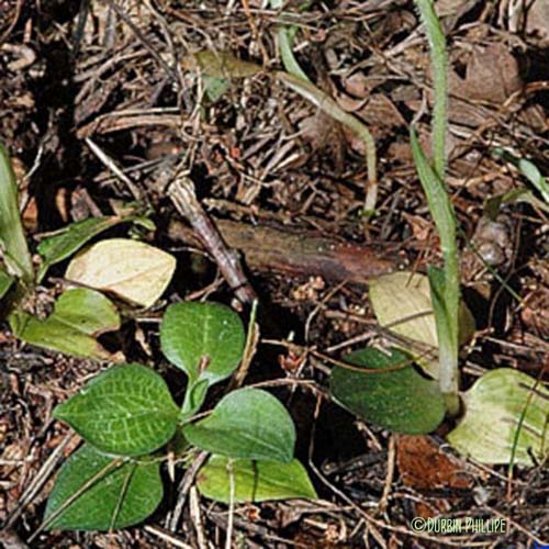 Goodyéra rampante - Goodyera repens